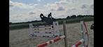 Ervaren zwarte merrie 12 jaar “Saint Lyrice” voor de amateur, Dieren en Toebehoren, Paarden, Merrie, Springpaard, M, 11 jaar of ouder
