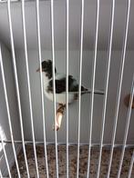 Five fancy  pop. 2025, Dieren en Toebehoren