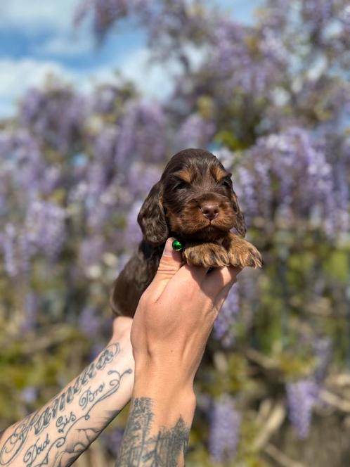 Prachtige chocolade tan engelse cocker spaniël, Dieren en Toebehoren, Honden | Retrievers, Spaniëls en Waterhonden, Reu, Spaniël
