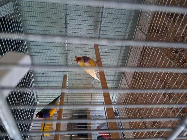 A vendre couple de diamant de goulds 80eur, Dieren en Toebehoren, Vogels | Kanaries, Mannelijk