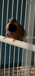 Spitsstaart amadine, Dieren en Toebehoren