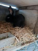 Géant papillon français type Expo, Animaux & Accessoires