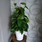Epipremnum aurum, Huis en Inrichting, Kamerplanten, Ophalen, In pot