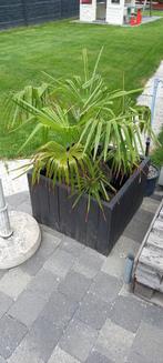 Winterharde palmboomtjes, Ophalen