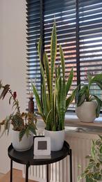 Mooie gezonde sanseveria, Autres espèces, En pot, Moins de 100 cm, Enlèvement