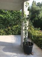 Blauwbessen boom, Jardin & Terrasse, Plantes | Arbres, En pot, Enlèvement, Été, 100 à 250 cm