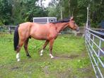 Te koop : springpaard met potentieel, Dieren en Toebehoren, Paarden, Springpaard, Gechipt, Ruin, Niet van toepassing