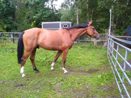 Te koop : springpaard met potentieel, Dieren en Toebehoren, Paarden, Ruin, Niet van toepassing, 170 tot 175 cm, 3 tot 6 jaar, Springpaard