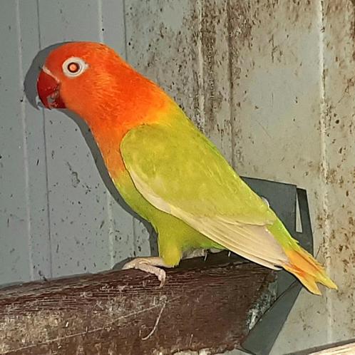 Fischeri pale fallow 2024 groenserie, Dieren en Toebehoren, Vogels | Parkieten en Papegaaien