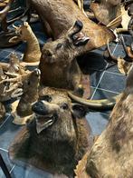 Jachttrofee curiosa taxidermie opgezette, Ophalen of Verzenden