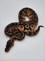 Python regius Pastel 66% het clown, Animaux & Accessoires, Serpent, Domestique, 0 à 2 ans