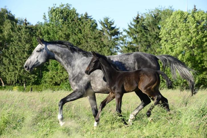 merrie drachtig + veulen van o'toto x rudibelle, Dieren en Toebehoren, Paarden, Merrie, Onbeleerd, 170 tot 175 cm, 3 tot 6 jaar