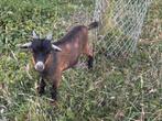 Dwergeit bokje te koop 25€, Dieren en Toebehoren, Schapen, Geiten en Varkens, Mannelijk, Geit, 0 tot 2 jaar