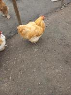 Broedeieren van orpinton, Dieren en Toebehoren, Pluimvee