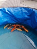 Koi, Dieren en Toebehoren