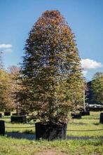 Beuken rood/ fagus sylvatica ruim 30 jaar oud, Ne fleurit pas, Enlèvement, Ombre partielle, 250 à 400 cm