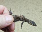 Magnifique varanus acanthurus red ackie, Dieren en Toebehoren, Reptielen en Amfibieën, Hagedis
