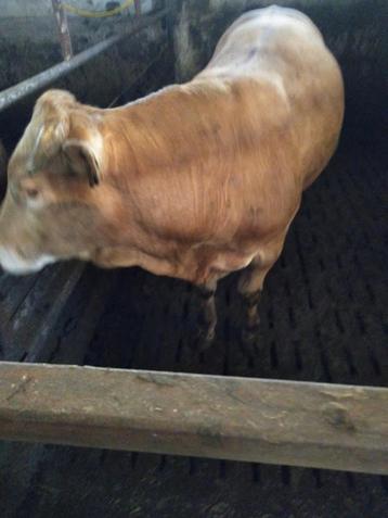 limousin dekstier, Mâle, 0 à 2 ans