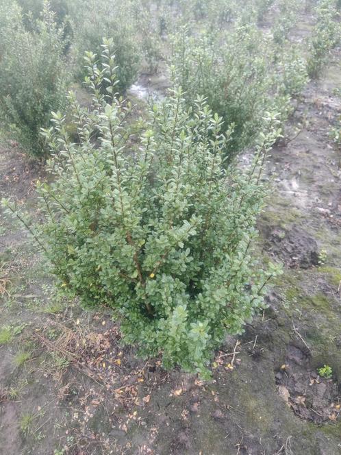 Ilex crenata green hedge/carol upright  Japanse hulst, Jardin & Terrasse, Plantes | Arbustes & Haies, Houx, Enlèvement