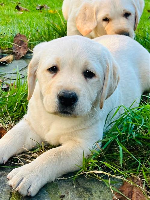 Chiots labrador blonds, Animaux & Accessoires, Chiens | Retrievers, Épagneuls & Chiens d'eau, Plusieurs animaux, Labrador retriever