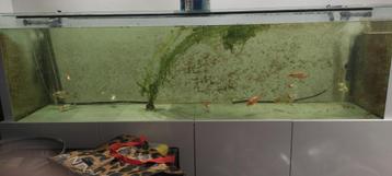 2 meter aquarium + meubel beschikbaar voor biedingen