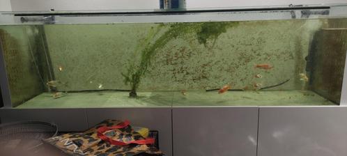 2 meter aquarium + meubel, Dieren en Toebehoren, Vissen | Aquaria en Toebehoren, Gebruikt, Leeg aquarium, Ophalen