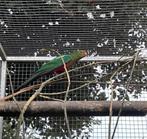 parkiet, Dieren en Toebehoren, Vogels | Parkieten en Papegaaien, Mannelijk, Parkiet, Geringd