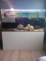 schildpadaquarium met 2 florida sierschildpadden, Dieren en Toebehoren, Ophalen