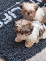 Shih tzu pups, Dieren en Toebehoren, Honden | Chihuahua's en Gezelschapshonden, Parvo, België, Fokker | Hobbymatig, 8 tot 15 weken