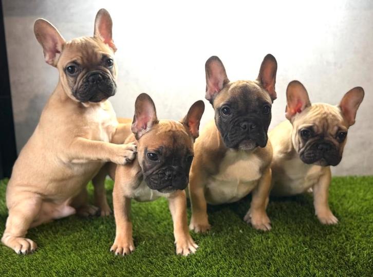 Franse bulldog pups bij ons thuis geboren, Animaux & Accessoires, Chiens | Bouledogues, Pinschers & Molossoïdes, Plusieurs animaux