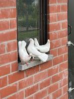 Jonge Pauwstaarduifjes