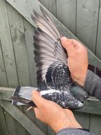 Hen 2025, Dieren en Toebehoren, Vrouwelijk, Postduif