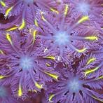 Clavularia 2 soorten, Dieren en Toebehoren, Ophalen, Zo goed als nieuw, Plant(en), Steen of Hout