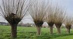 Knotbomen voor brandhout, gratis te krijgen., Tuin en Terras, Brandhout, 3 tot 6 m³, Ophalen, Takken