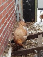 Zijdehoentje, Dieren en Toebehoren, Pluimvee