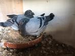 Jonge duiven ( De Vadder ), Dieren en Toebehoren