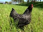 Barnevelder krielkippen zilver gezoomd hen gesekst + ingeënt, Dieren en Toebehoren, Vrouwelijk, Kip