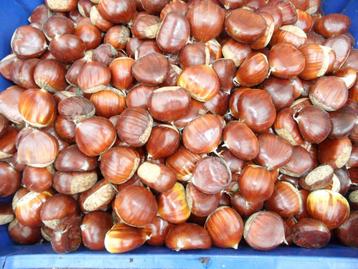 25 kilo kastanjes van eigen boom beschikbaar voor biedingen