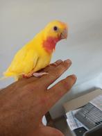 Tamme princes of wallesparkieten, Dieren en Toebehoren, Tam