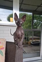 Sphynx meisje en jongen met stamboom, Poes, Gechipt, 0 tot 2 jaar