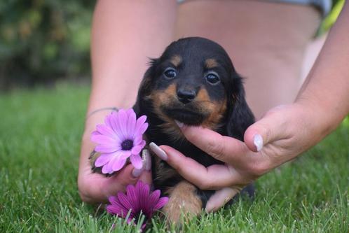 Teckel nain à poil long né ici, Animaux & Accessoires, Chiens | Teckels & Bassets, Poils longs, Nain, Éleveur | Professionnel