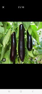 Aubergine planten, per stuk voor 1 euro, Tuin en Terras, Ophalen