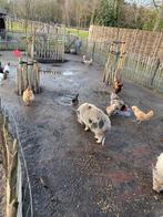 10 hennen + 1 haan, Dieren en Toebehoren, Pluimvee, Meerdere dieren, Kip