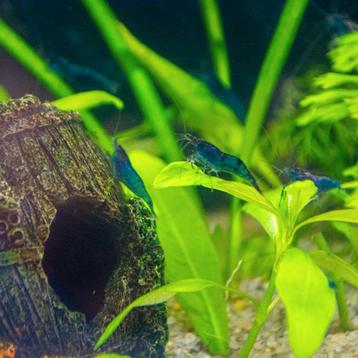 Mooie Blue Dream Garnalen beschikbaar voor biedingen