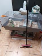 Cavia met hok, Dieren en Toebehoren, Cavia, Juli, Meerdere dieren, Tam