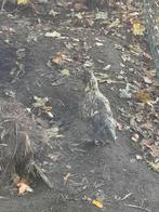 Jonge hanen, Dieren en Toebehoren, Pluimvee, Mannelijk, Kip