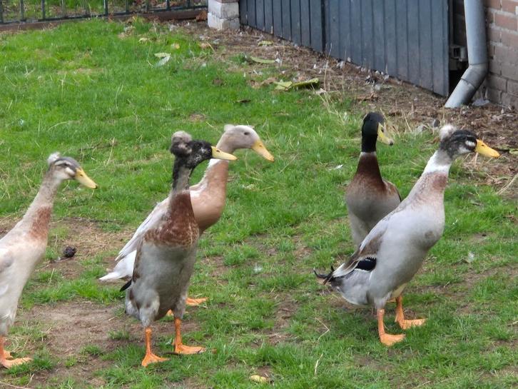 Mooie gekuifde loopeenden baly kuif  fleseenden, Dieren en Toebehoren, Pluimvee, Eend, Mannelijk