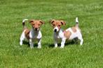 Jack Russell pups te koop, Dieren en Toebehoren, Honden | Jack Russells en Terriërs, CDV (hondenziekte), Meerdere, 8 tot 15 weken