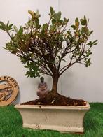 Azalea bonsai, Tuin en Terras, Ophalen of Verzenden