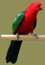 australische koningsparkiet, Dieren en Toebehoren, Vogels | Parkieten en Papegaaien, Parkiet, Meerdere dieren, Pratend, Tam, Geringd